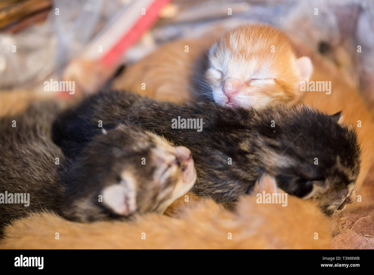 Newborn kitten blanket hires stock photography and images Alamy
