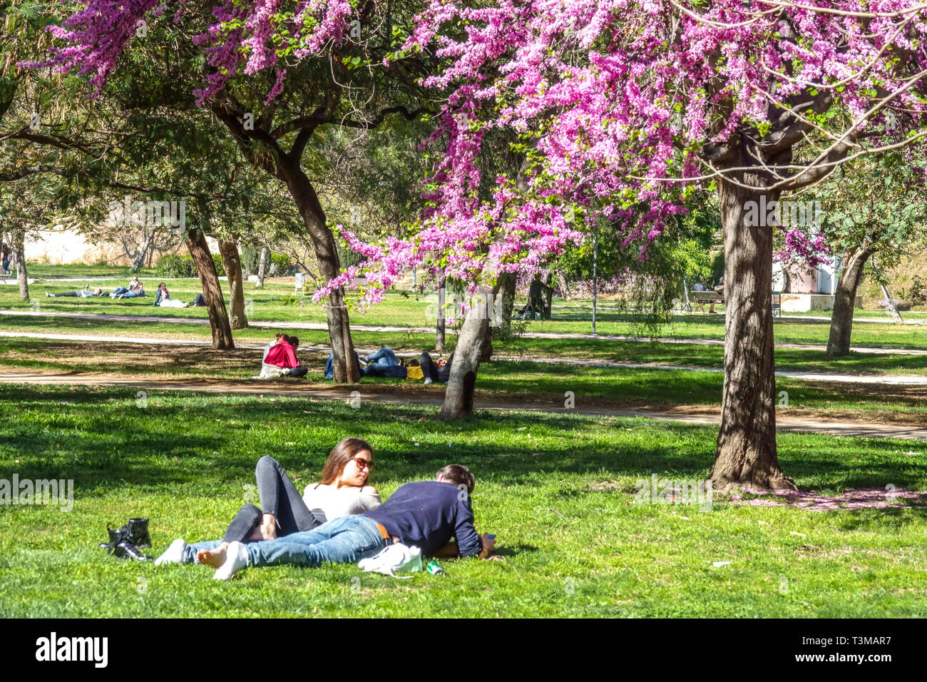 Valencia Turia Gardens People Enjoying the day, friends taking under Judas tree Spring in Turia Gardens Valencia Spain Europe Jardín del Turia Stock Photo