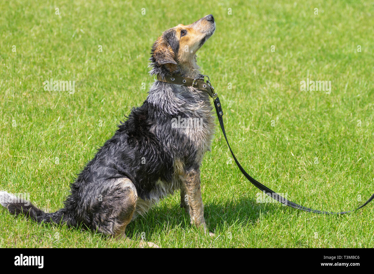 Wet cross breed of hunting dog is ready to execute any command while sitting on green lawn Stock Photo