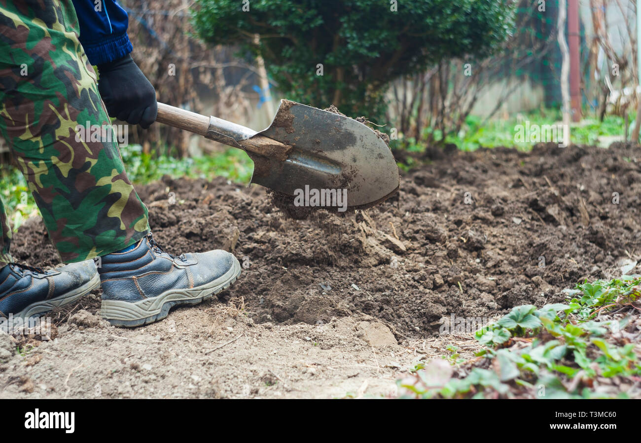 man with spade in dirt, farmer working in agriculture Stock Photo ...