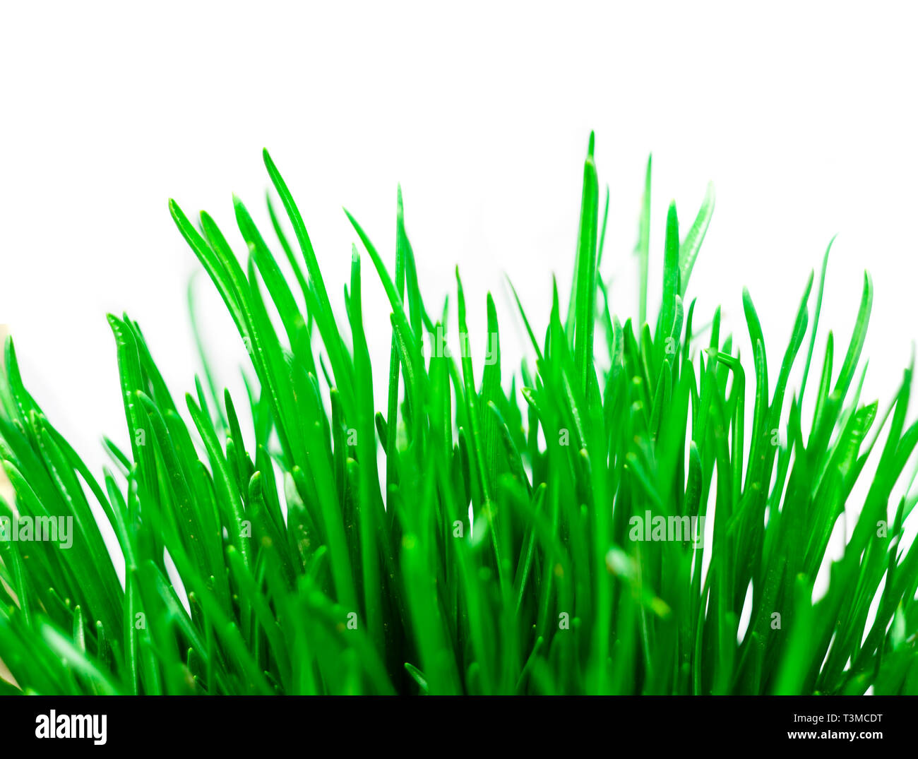 fresh green grass isolated on white background Stock Photo - Alamy