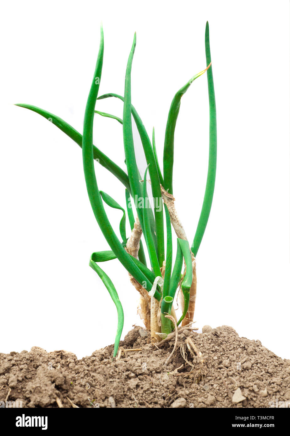 green onion vegetable sprout isolated on white background Stock Photo