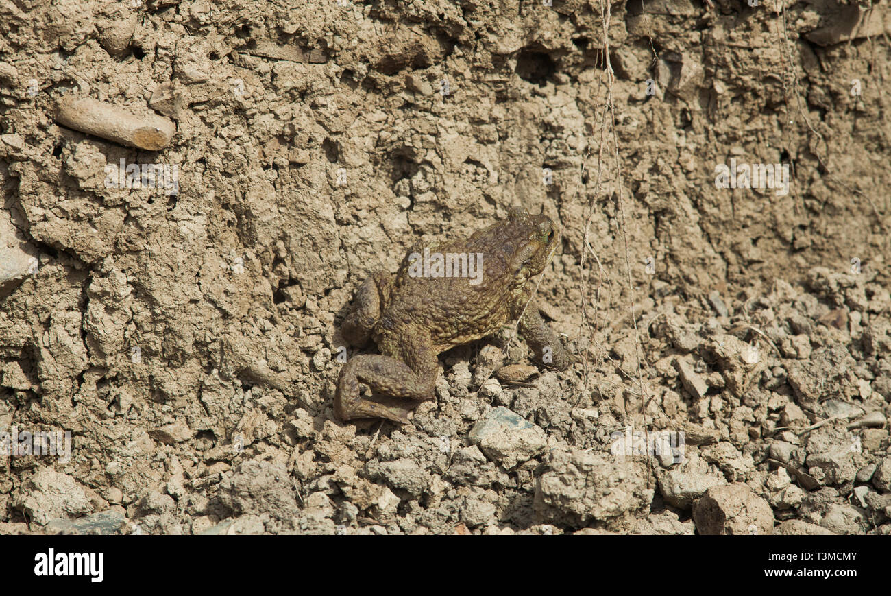 big frog camouflaged in the dirt Stock Photo