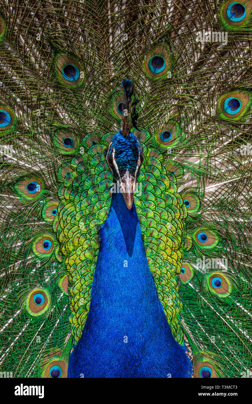 Portrait of beautiful peacock showing feathers Stock Photo