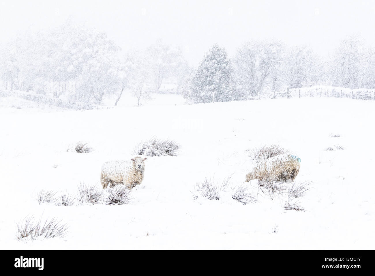 Sheep in a cold white winter Yorkshire landscape Stock Photo
