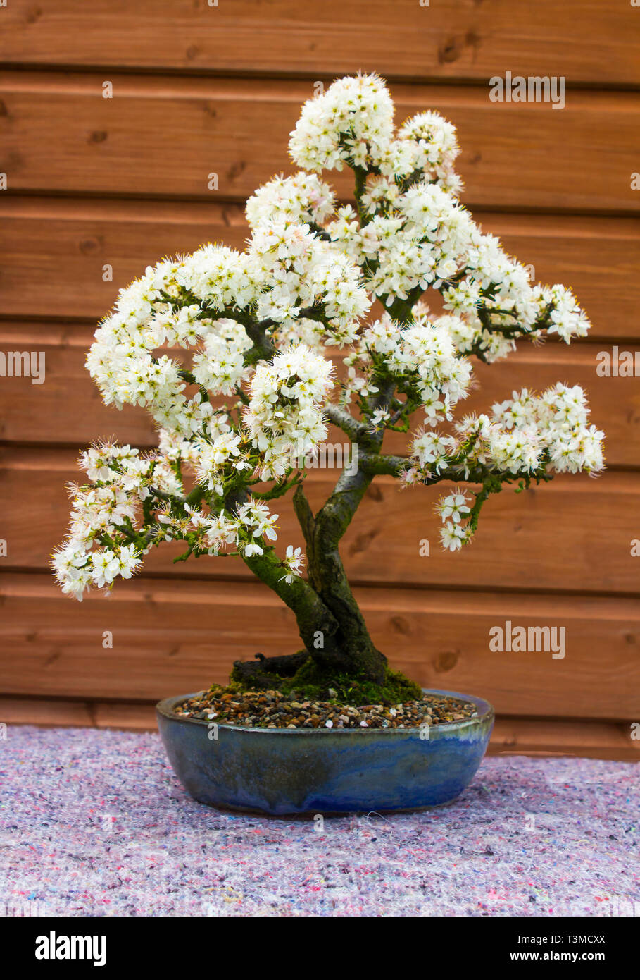 Detail of a beautiful blackthorn bonsai cultivated by a bonsai enthusiast in Northern Ireland in spring flower Stock Photo