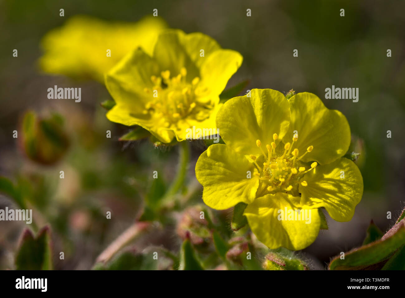 Ranunculus flowers close-up Stock Photo