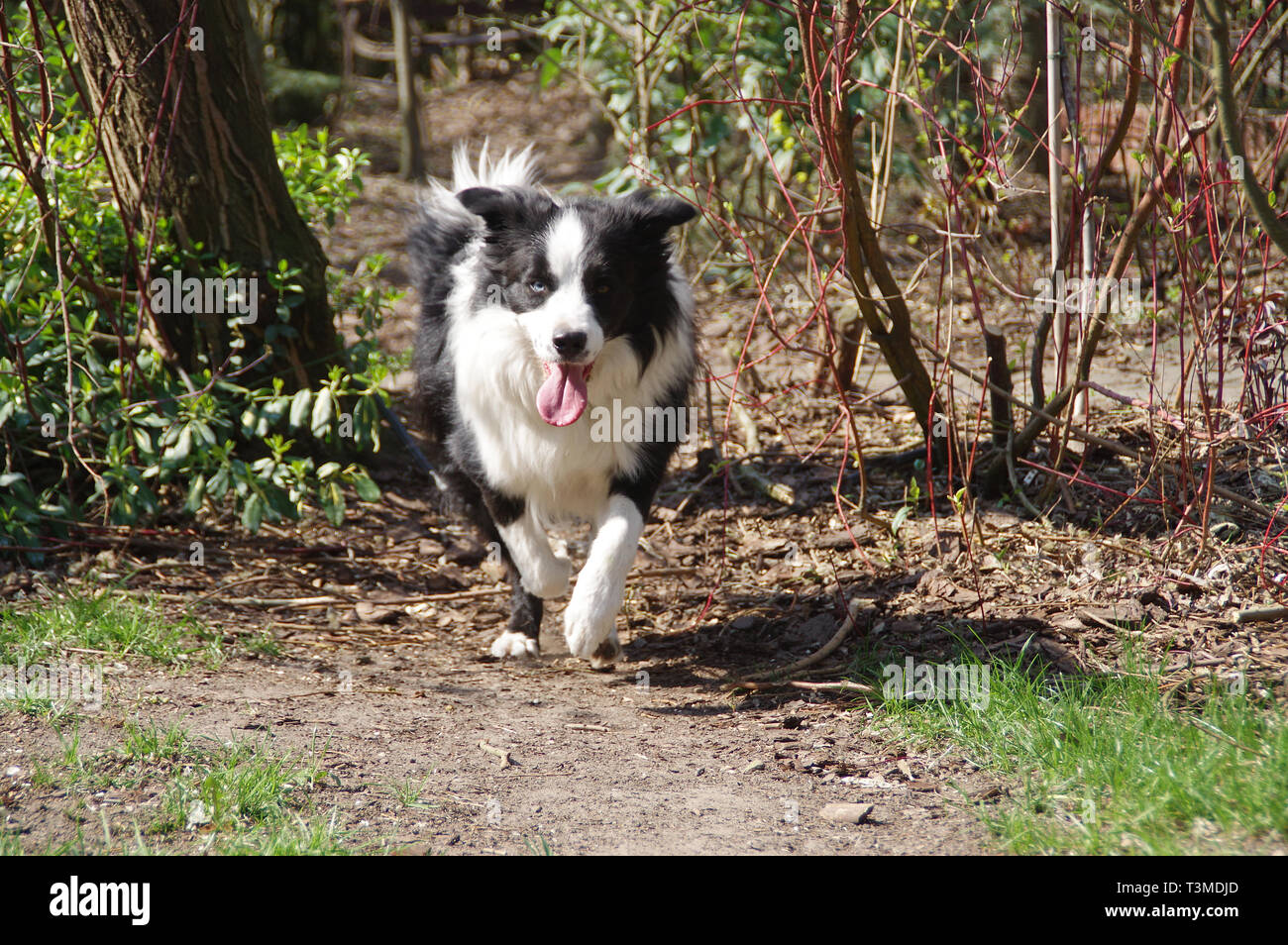 Border Collie. Happy black and white purebred dog with tongue running on the green grass. Stock Photo