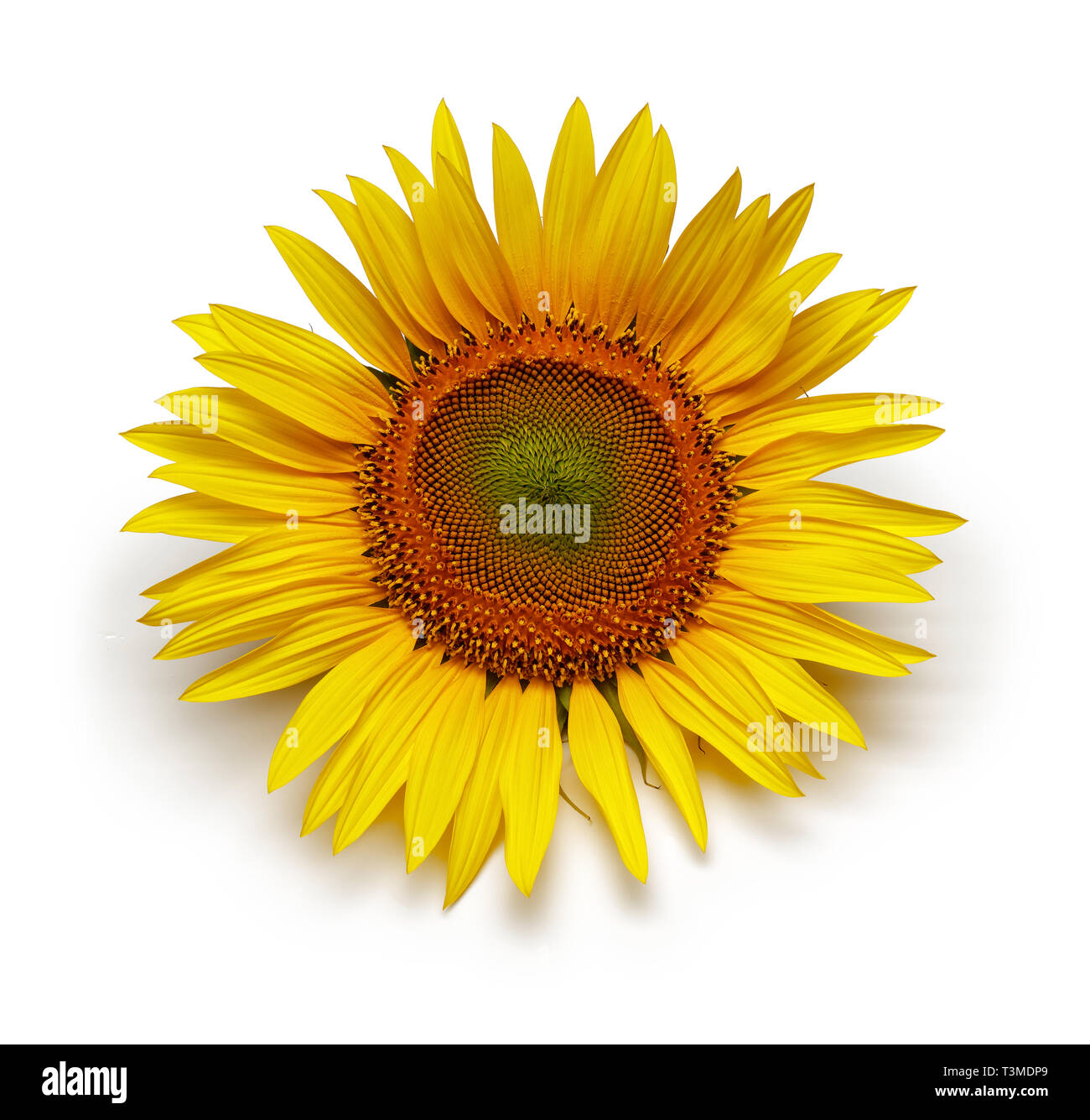 Single Sunflower isolated on white background Stock Photo - Alamy