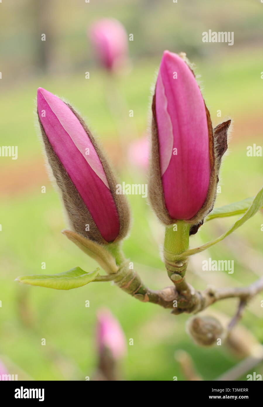 Magnolia 'Serene'.  Large deep pink flower buds of characeristically late blooming Magnolia 'Serene' in an English garden - April, UK Stock Photo