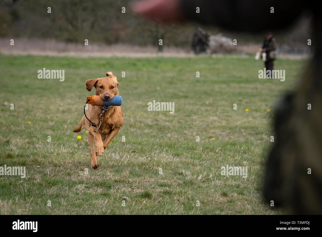Labrador Gundogs Stock Photo