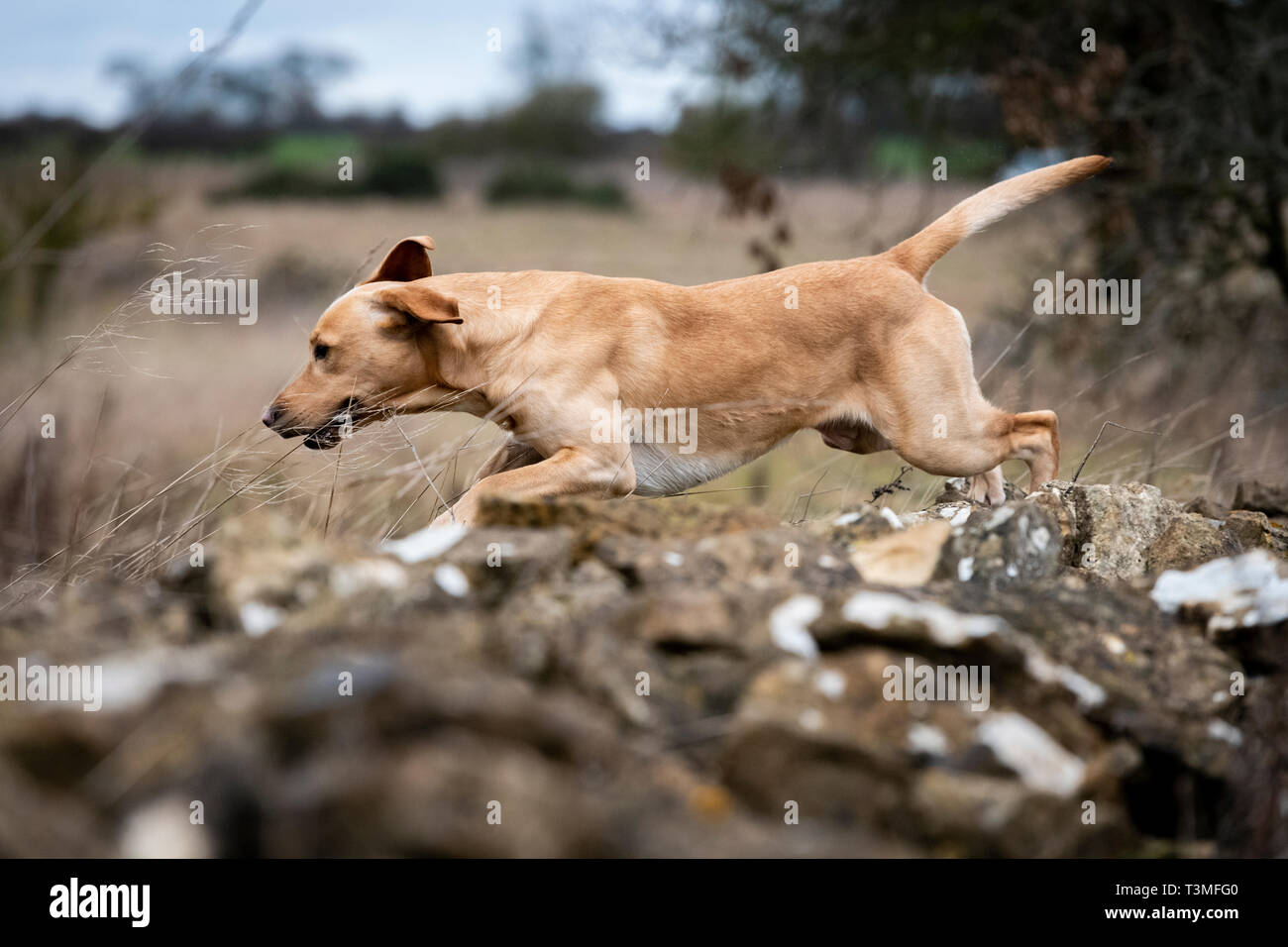 Labrador Gundogs Stock Photo