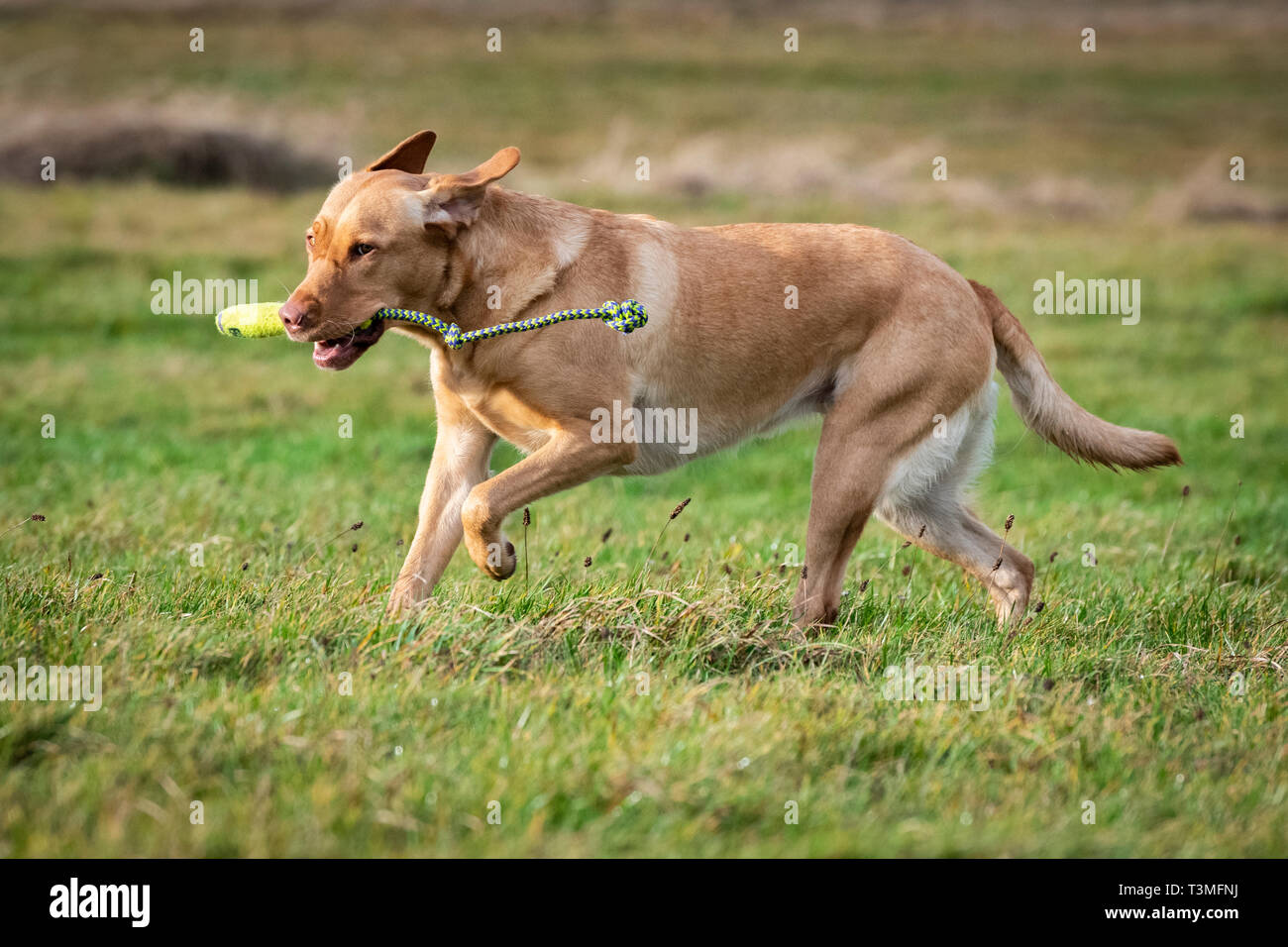 Labrador Gundogs Stock Photo