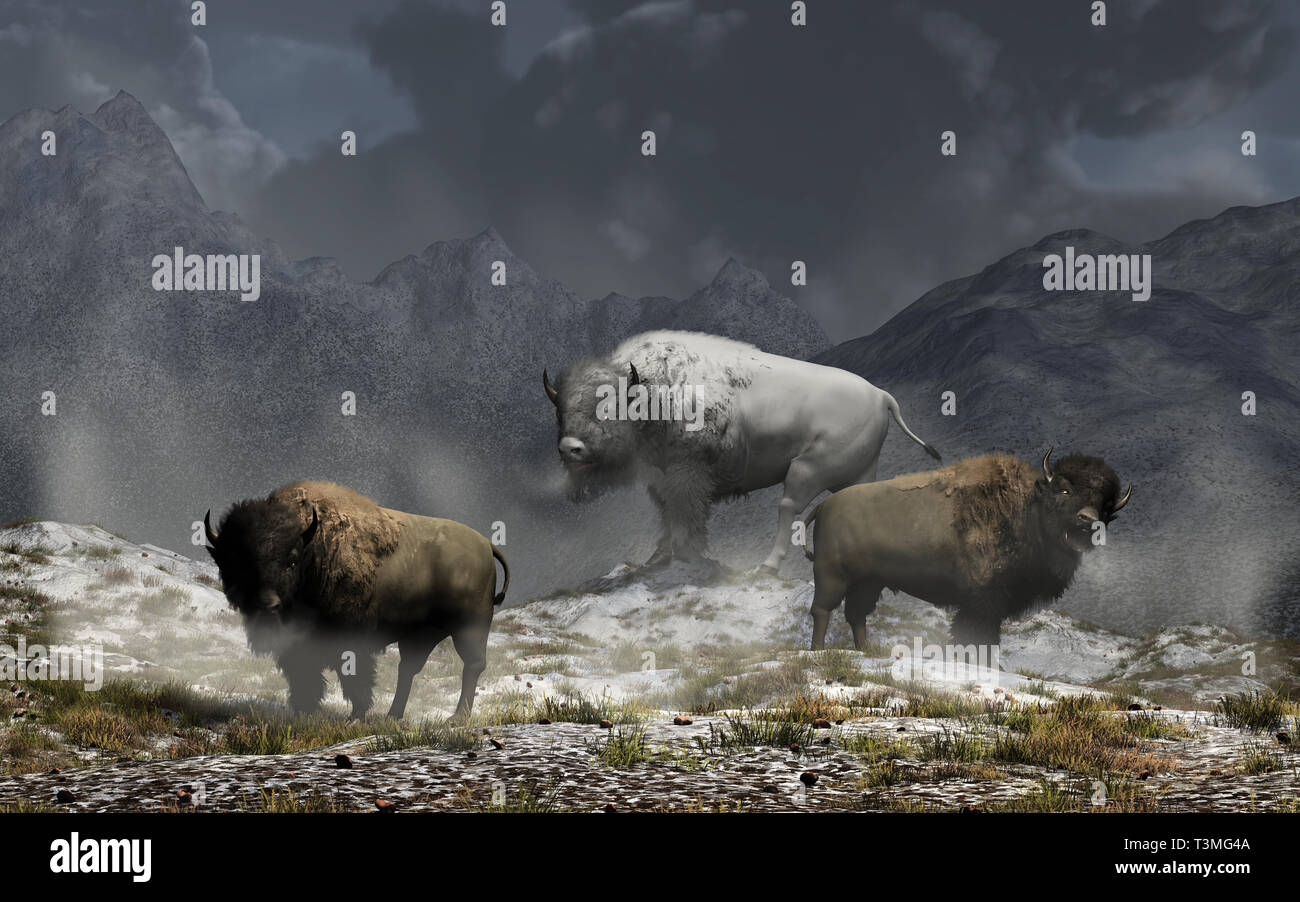 The white bison king and his two buffalo guards stand on ground in a valley surrounded by snow capped rocky mountains in the American wild west Stock Photo - Alamy