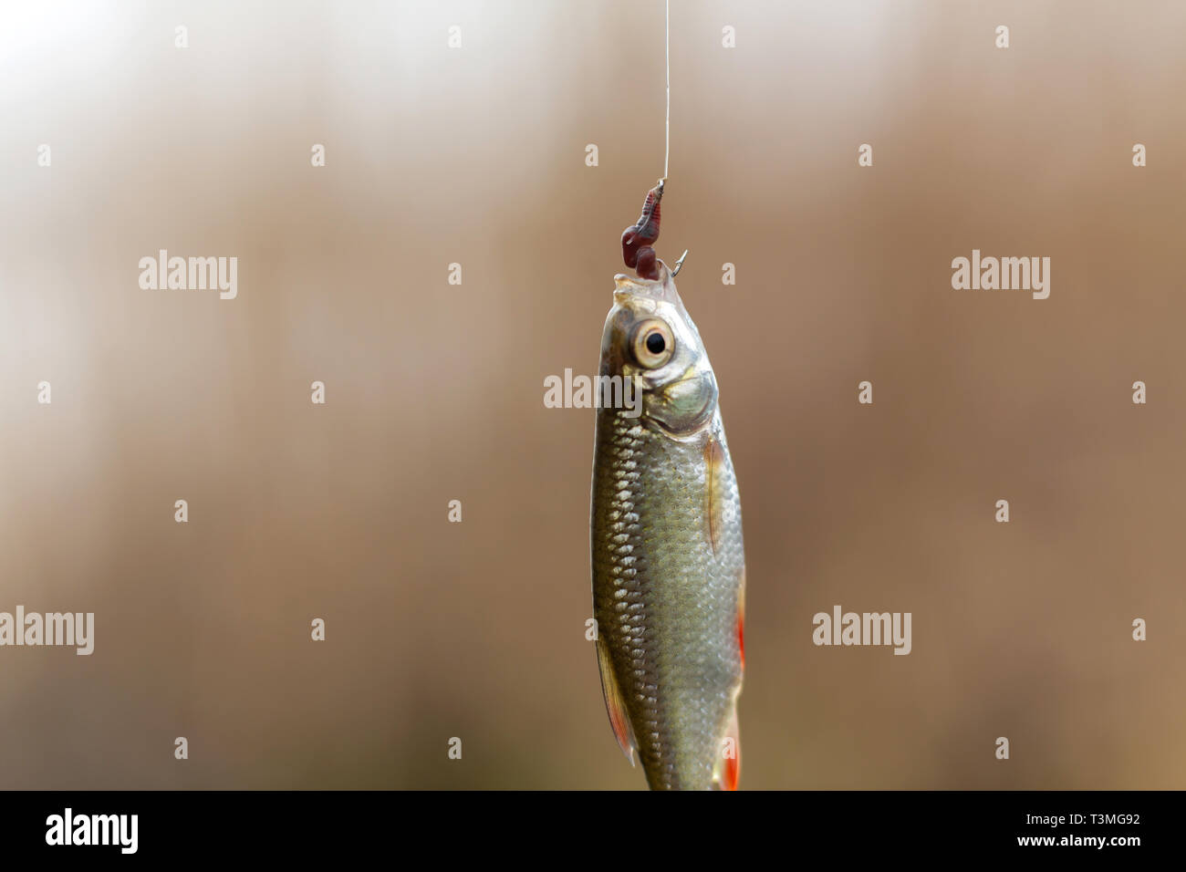 fisherman caught a small fish on the hook with a worm Stock Photo