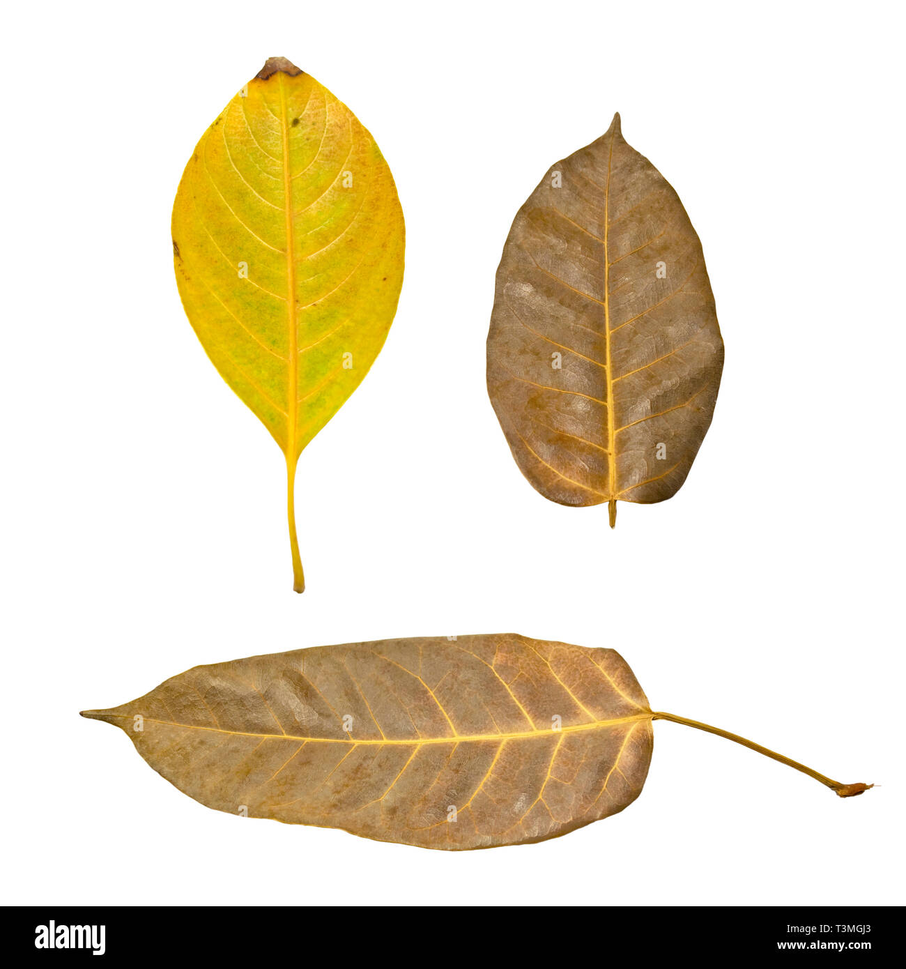 Autumn leaves isolated on white background Stock Photo - Alamy