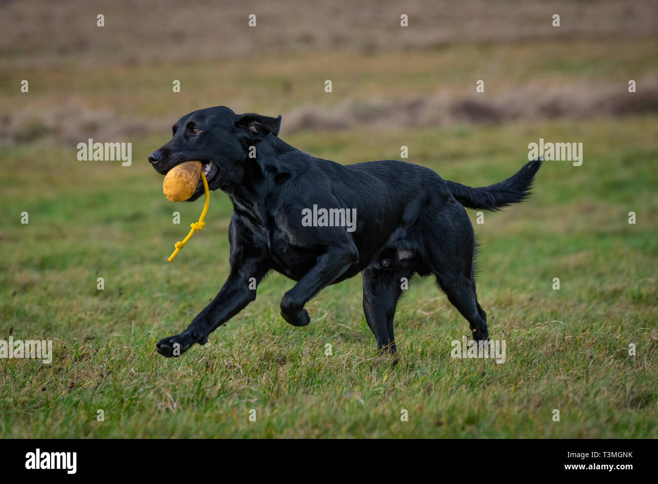 Labrador Gundogs Stock Photo