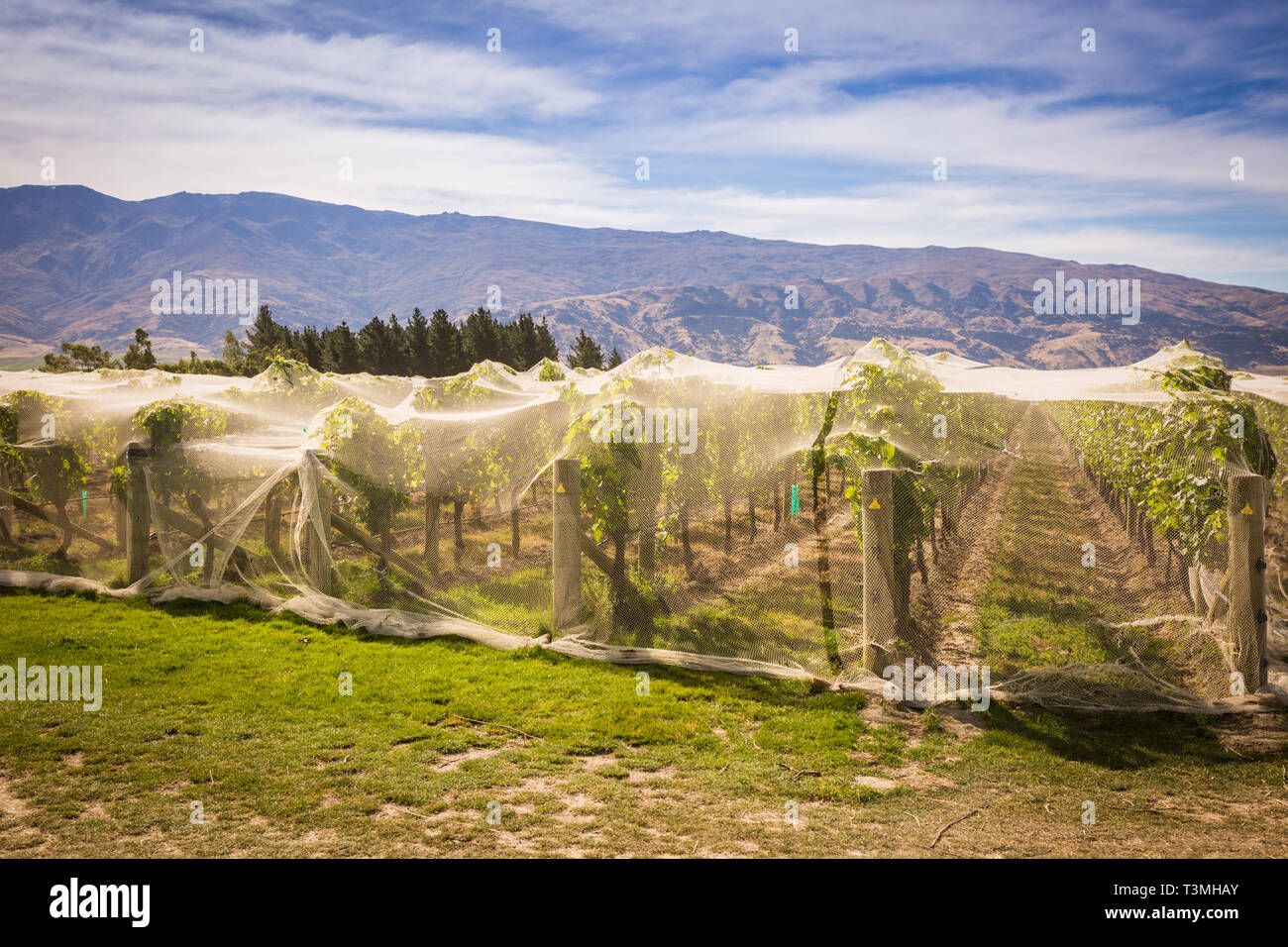 Wine vineyard with bird netting protecting fruits, Otago, New Zealand Stock Photo