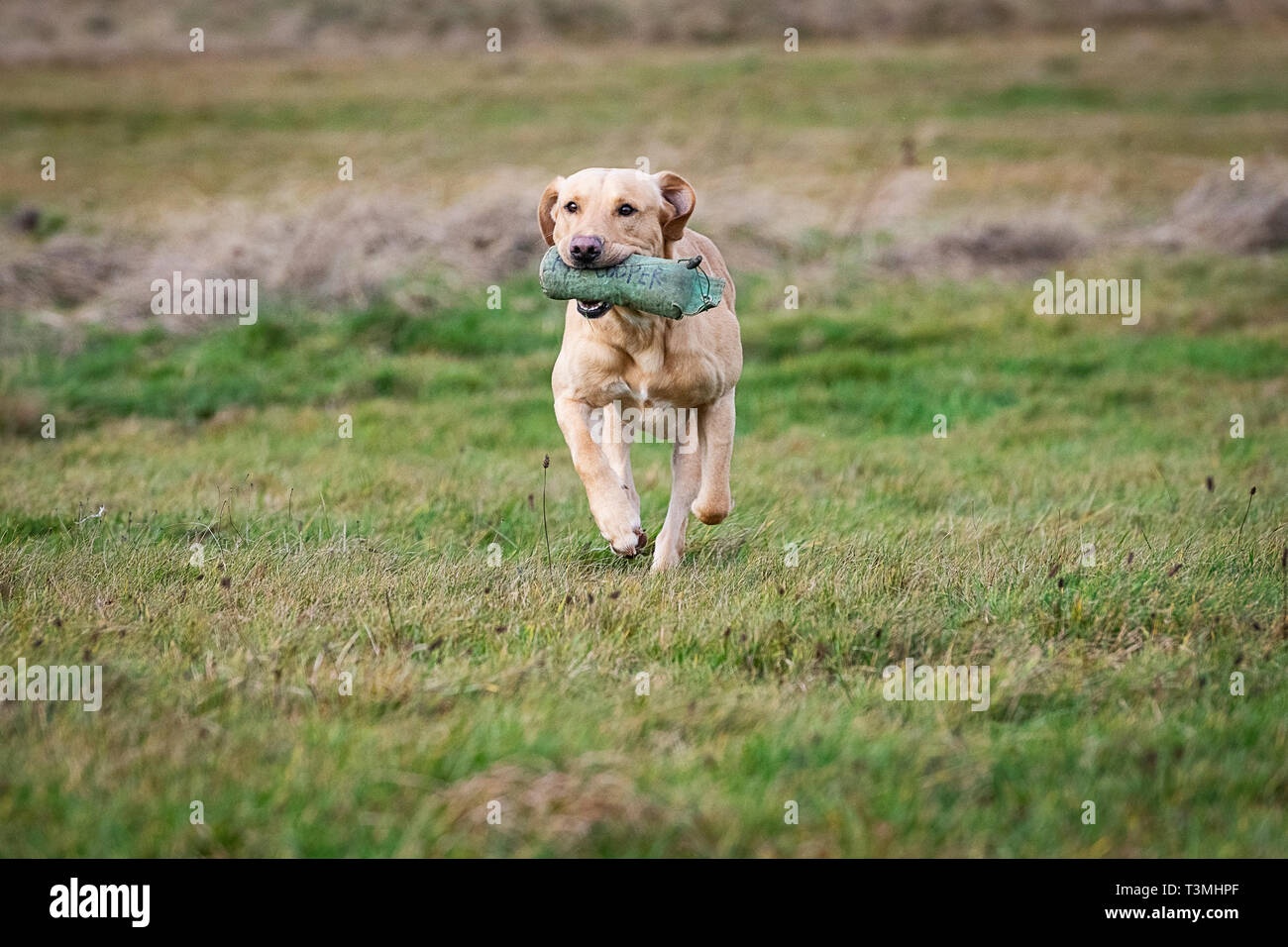 Labrador Gundogs Stock Photo