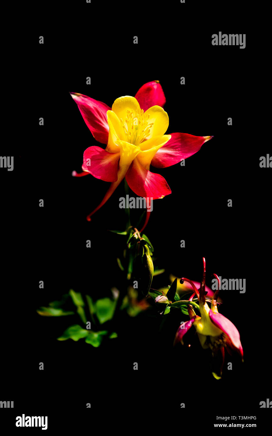 Aquilegia in full flower close-up Stock Photo