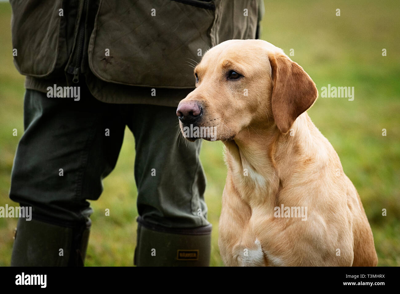 Gundogs hi-res stock photography and images - Alamy