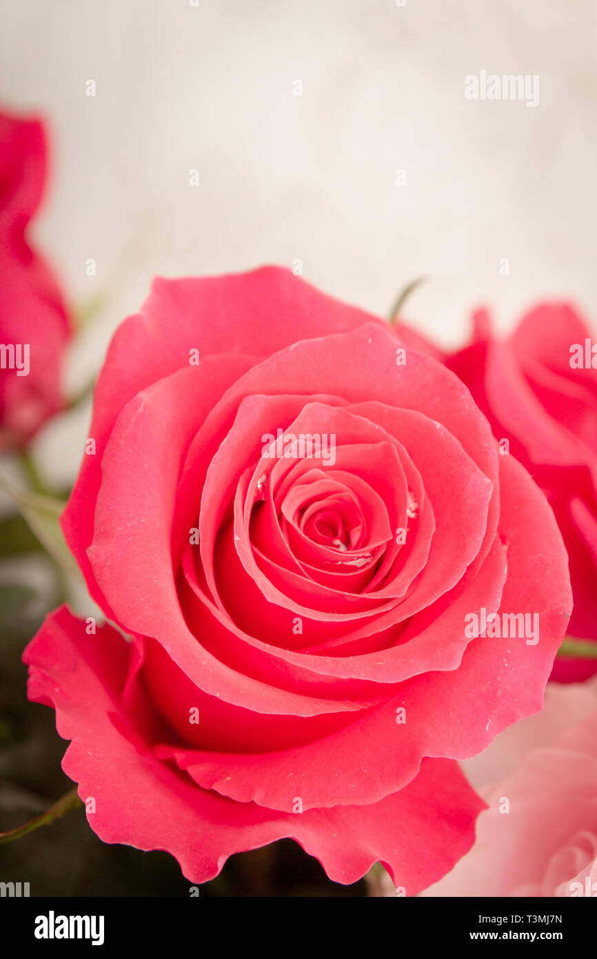 Beautiful Lush Red Rose Flower In Full Bloom Stock Photo Alamy