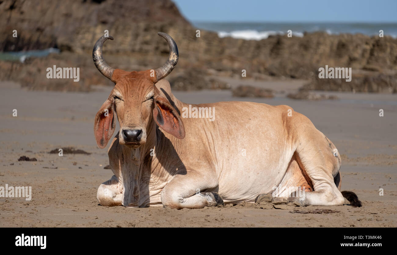 Nguni cow relaxes on the sand at Second Beach, at Port St Johns on the wild coast in Transkei, South Africa. Stock Photo