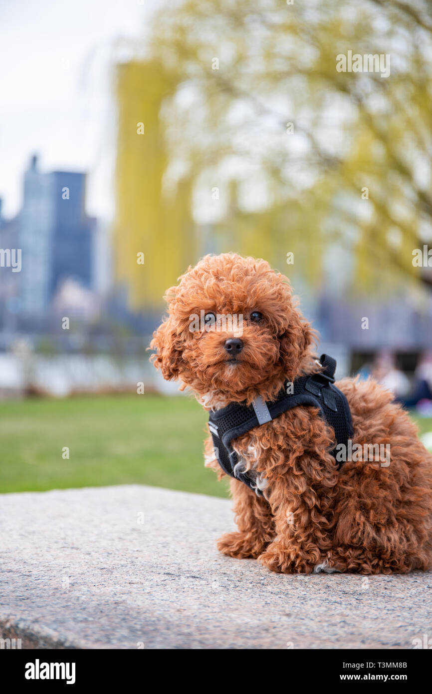 Toy poodle puppy hires stock photography and images Alamy