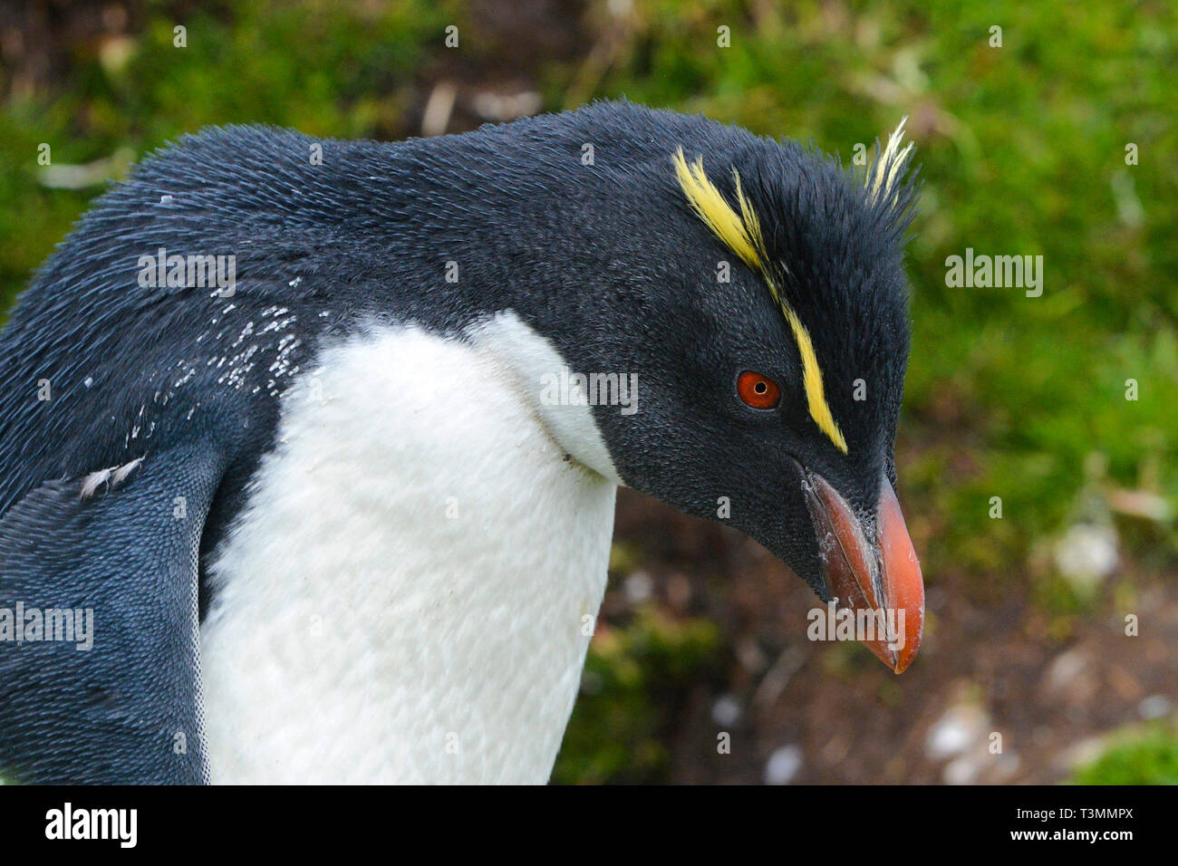 Macaroni penguin (Eudyptes chrysolophus), portrait, Hercules Bay, South Georgia Island Stock Photo