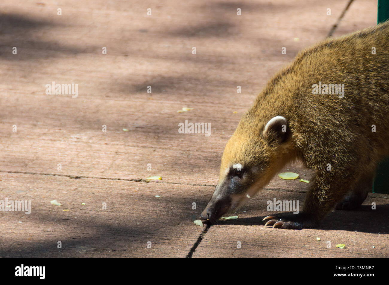 Coati eating tourists leftovers from the ground in Iguazu National Park, Argentina Stock Photo