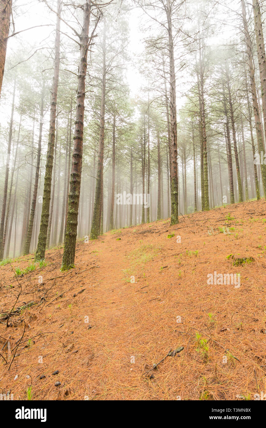 Fog Between The Pine Trees Stock Photo Alamy