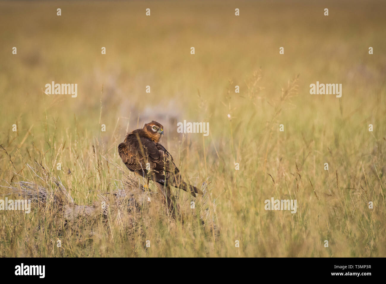 A habitat image of Montagu's harrier or Circus pygargus sitting on a beautiful perch in meadows at tal chappar blackbuck sanctuary, India Stock Photo