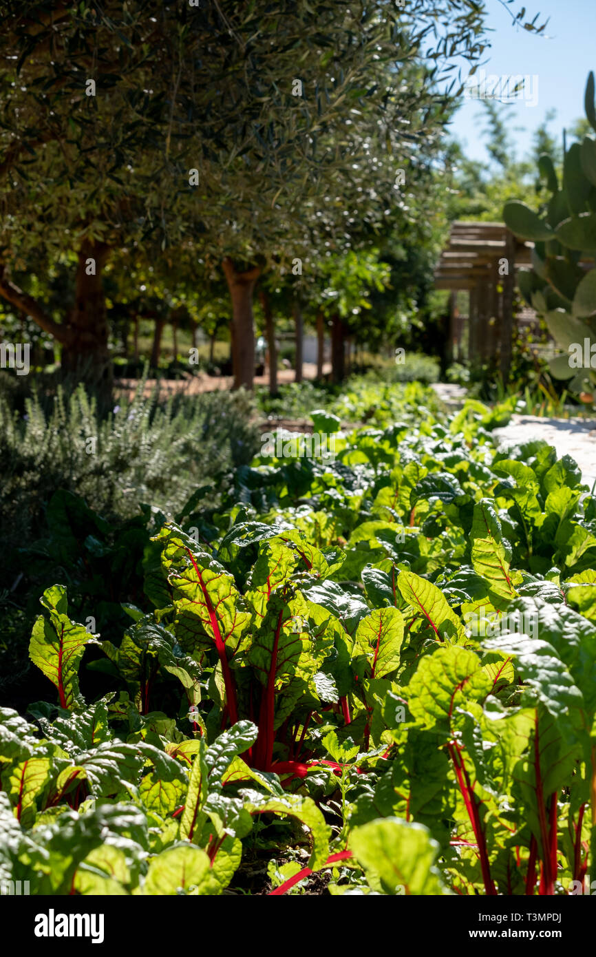 Red stalked chard with green leaves growing in the vegetable garden at