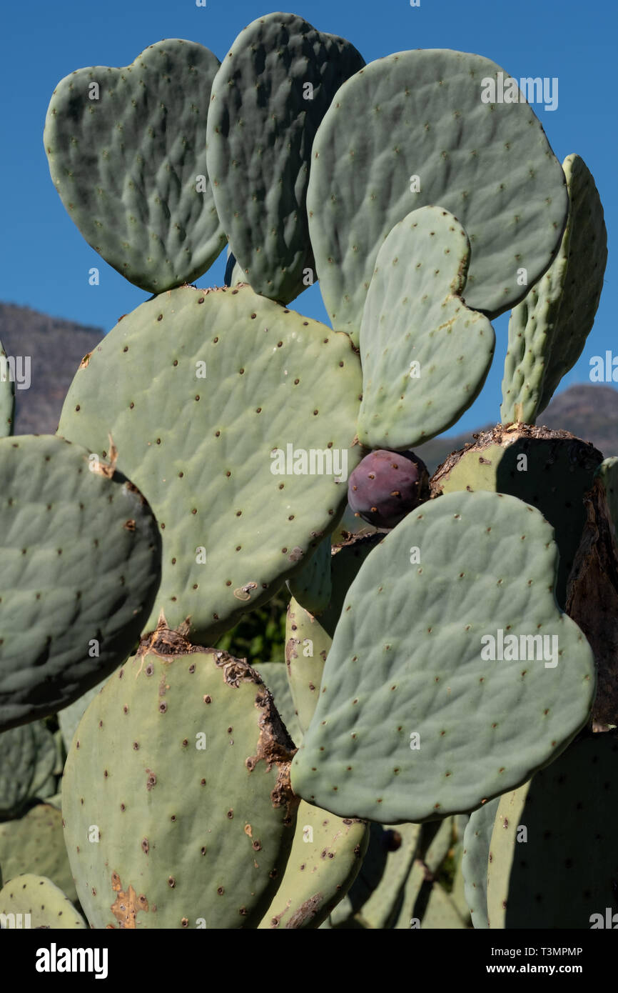 Cactus leaf in the shape of a heart. Photographed at Babylonstoren,  Franschhoek, Cape Winelands, South Africa Stock Photo - Alamy
