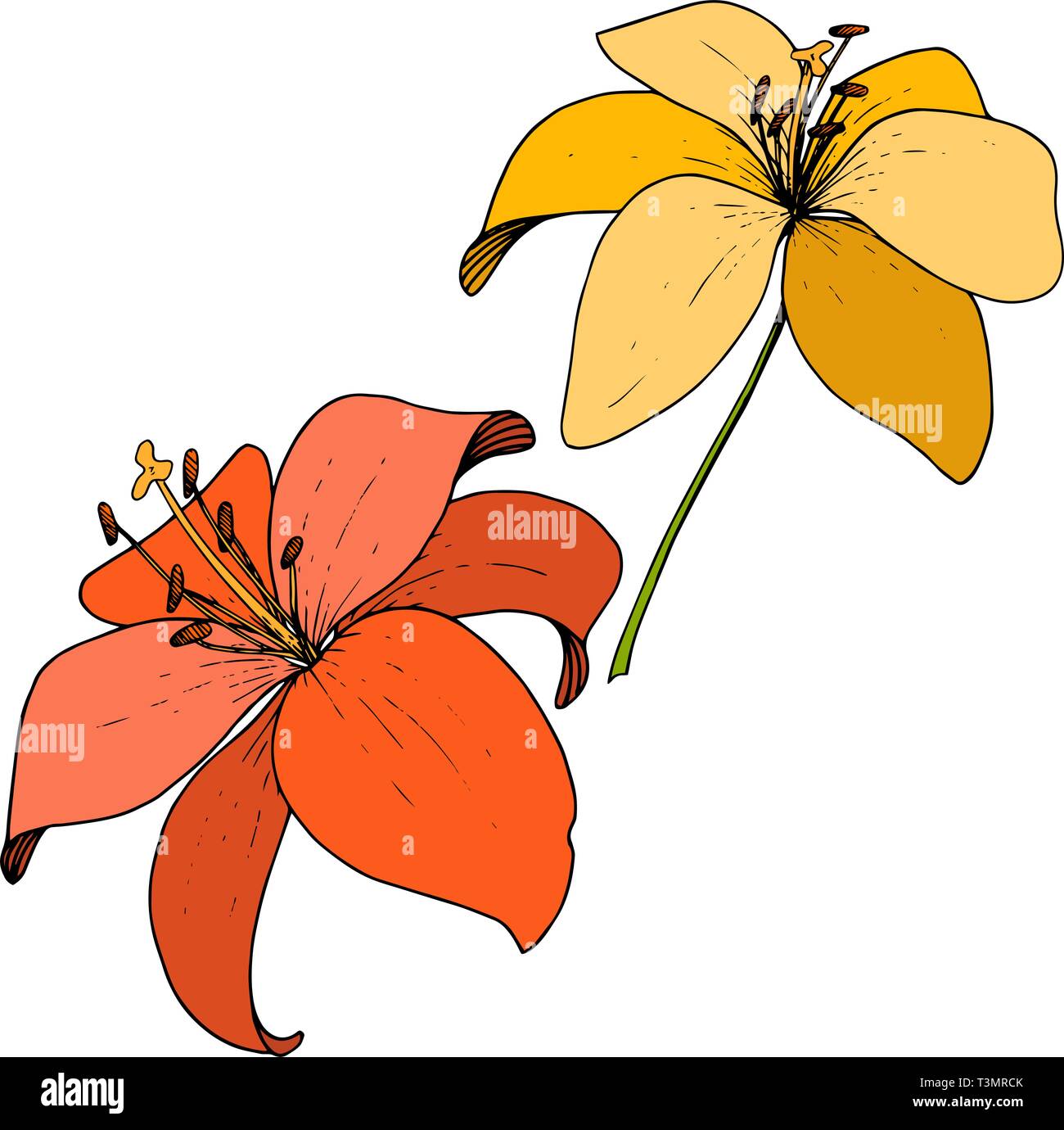 Vector Yellow and red Lily botanical flower. Engraved ink art on white background. Isolated lilium illustration element. Stock Vector