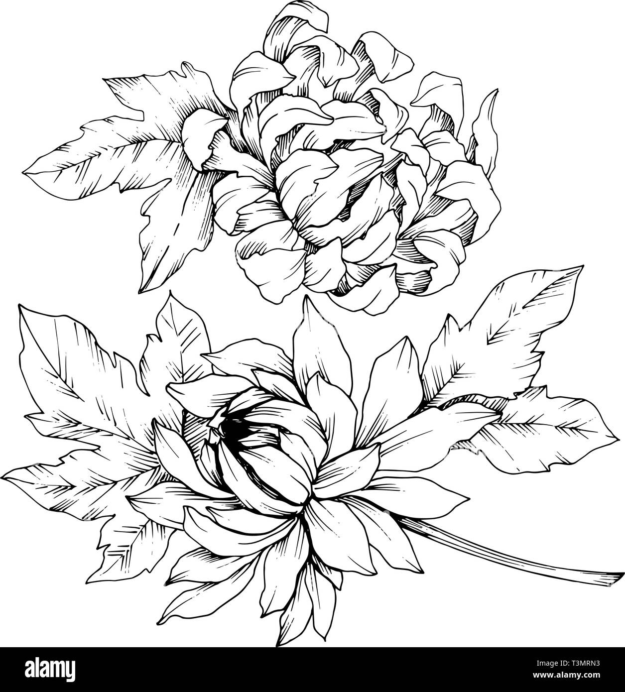 Vector Chrysanthemum floral botanical flowers. Black and white engraved ink art. Isolated flower illustration element. Stock Vector