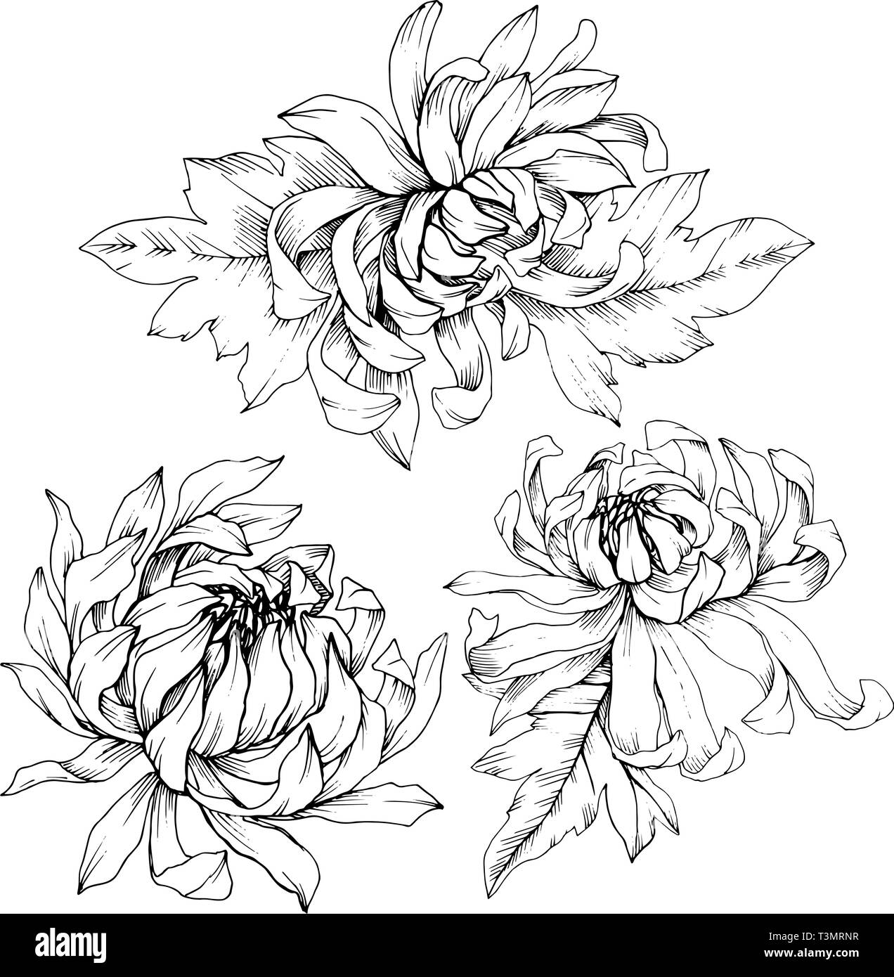 Vector Chrysanthemum floral botanical flowers. Black and white engraved ink art. Isolated flower illustration element. Stock Vector