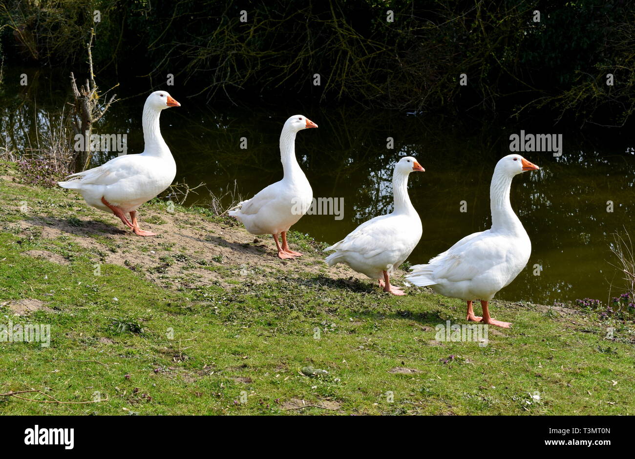 Four geese by a pond hi-res stock photography and images - Alamy