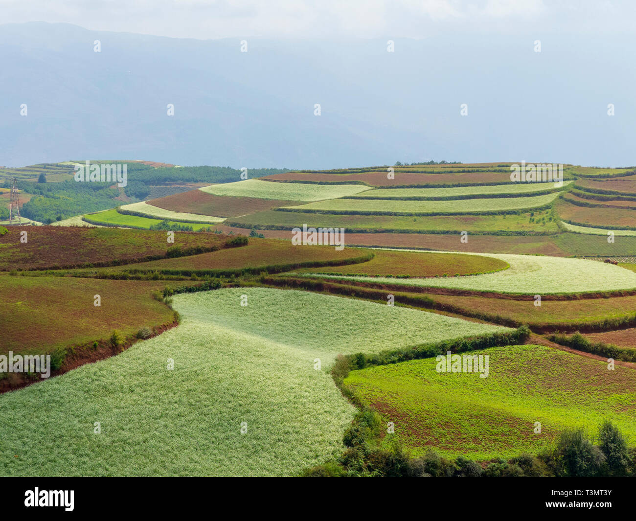 Honghe Hani Rice Terraces is the terrace located in the Honghe Prefecture, Yuanyang County, Yunnan, China. It is a world heritage site and the crops a Stock Photo