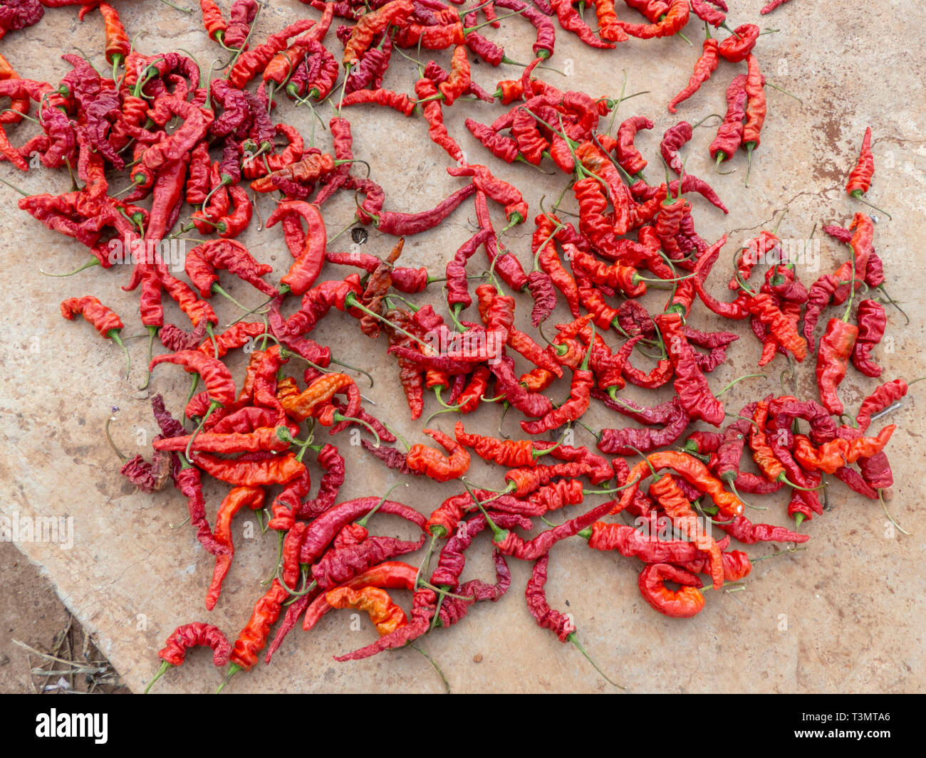Hot peppers drying in the sun. Photographed in Yunnan, China Stock Photo