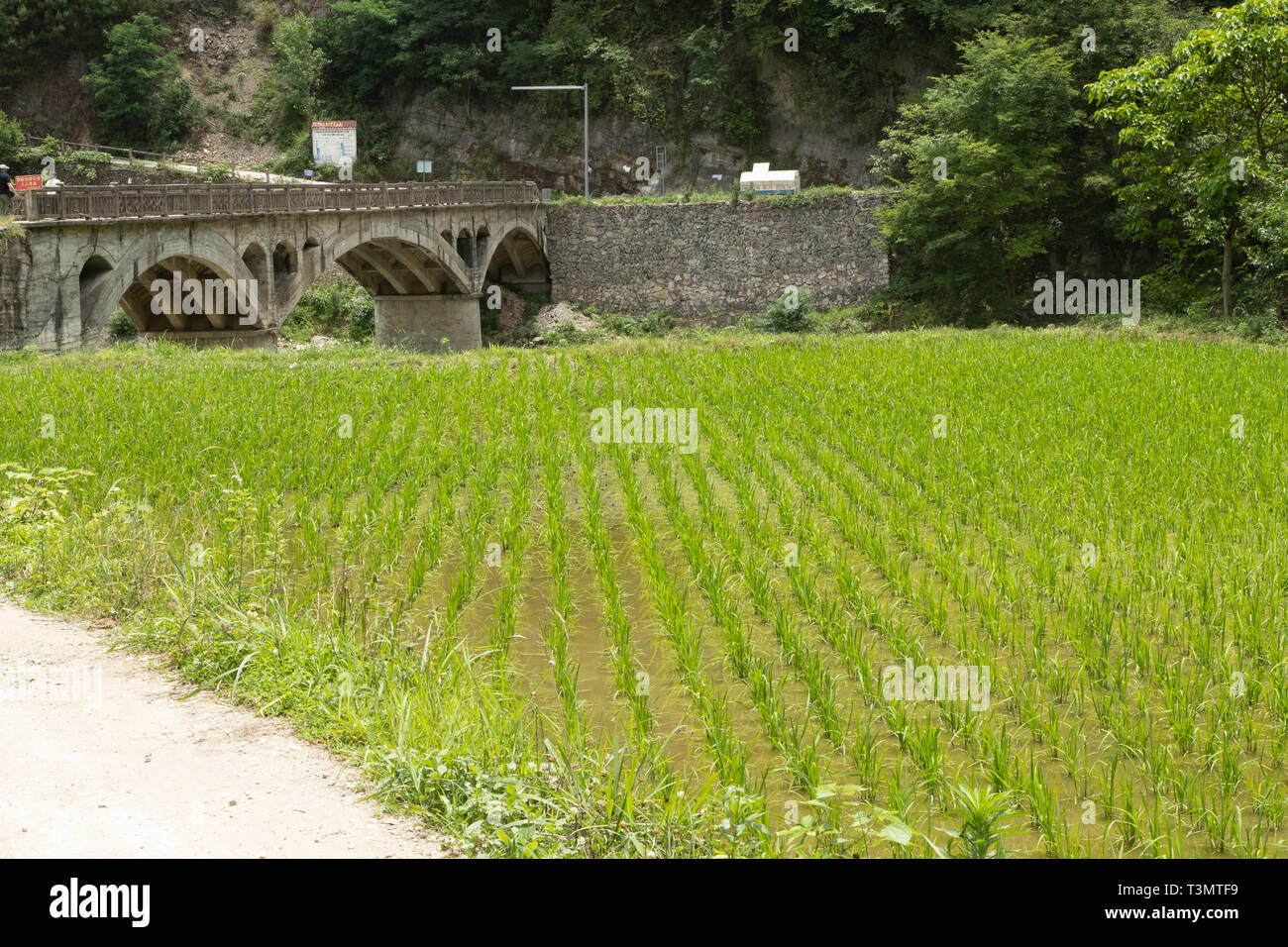 rice paddy outside the village of qingman Stock Photo