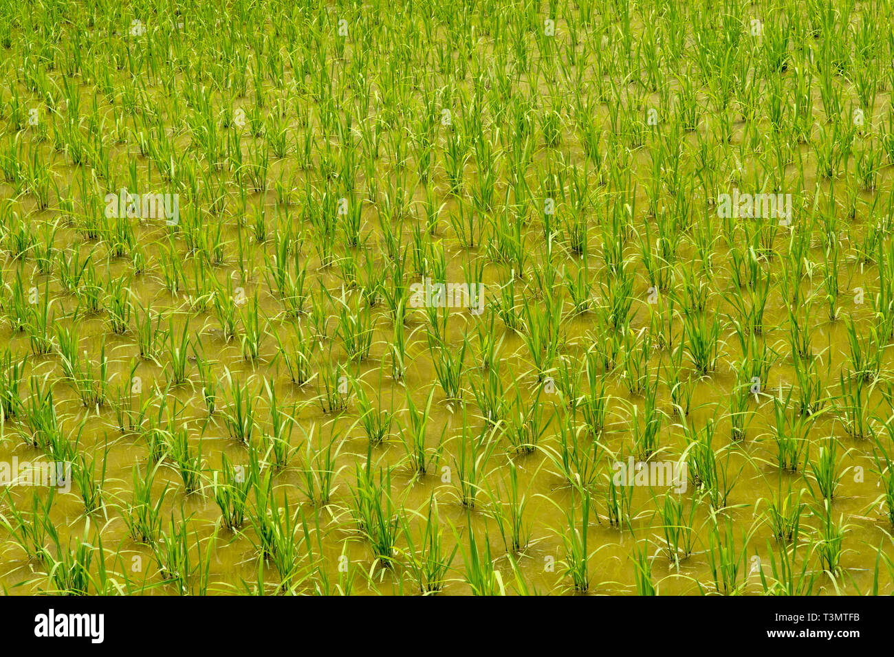 young rice plants Stock Photo
