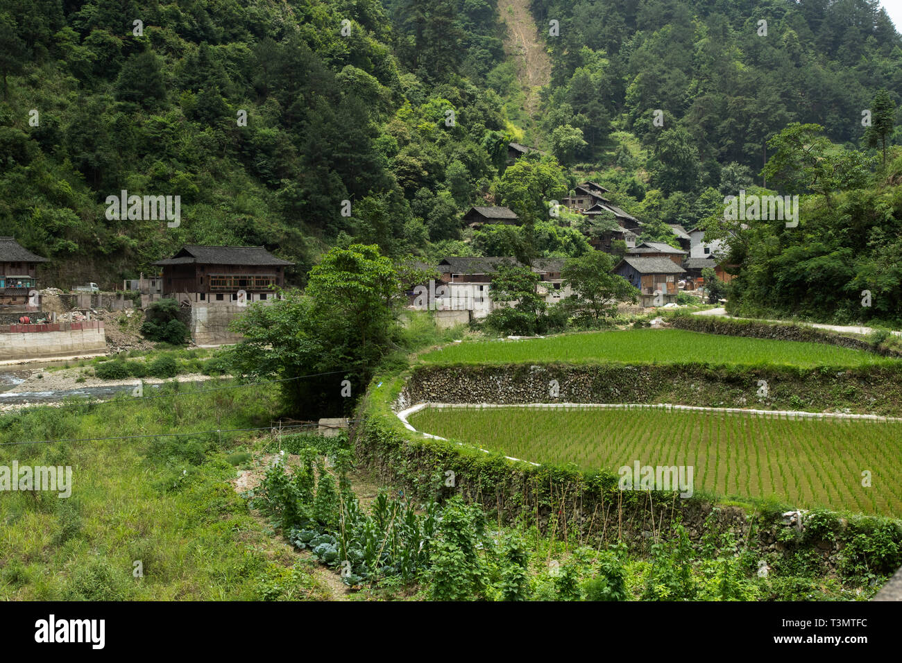 Rice paddy with the village of qingman in the background. Stock Photo
