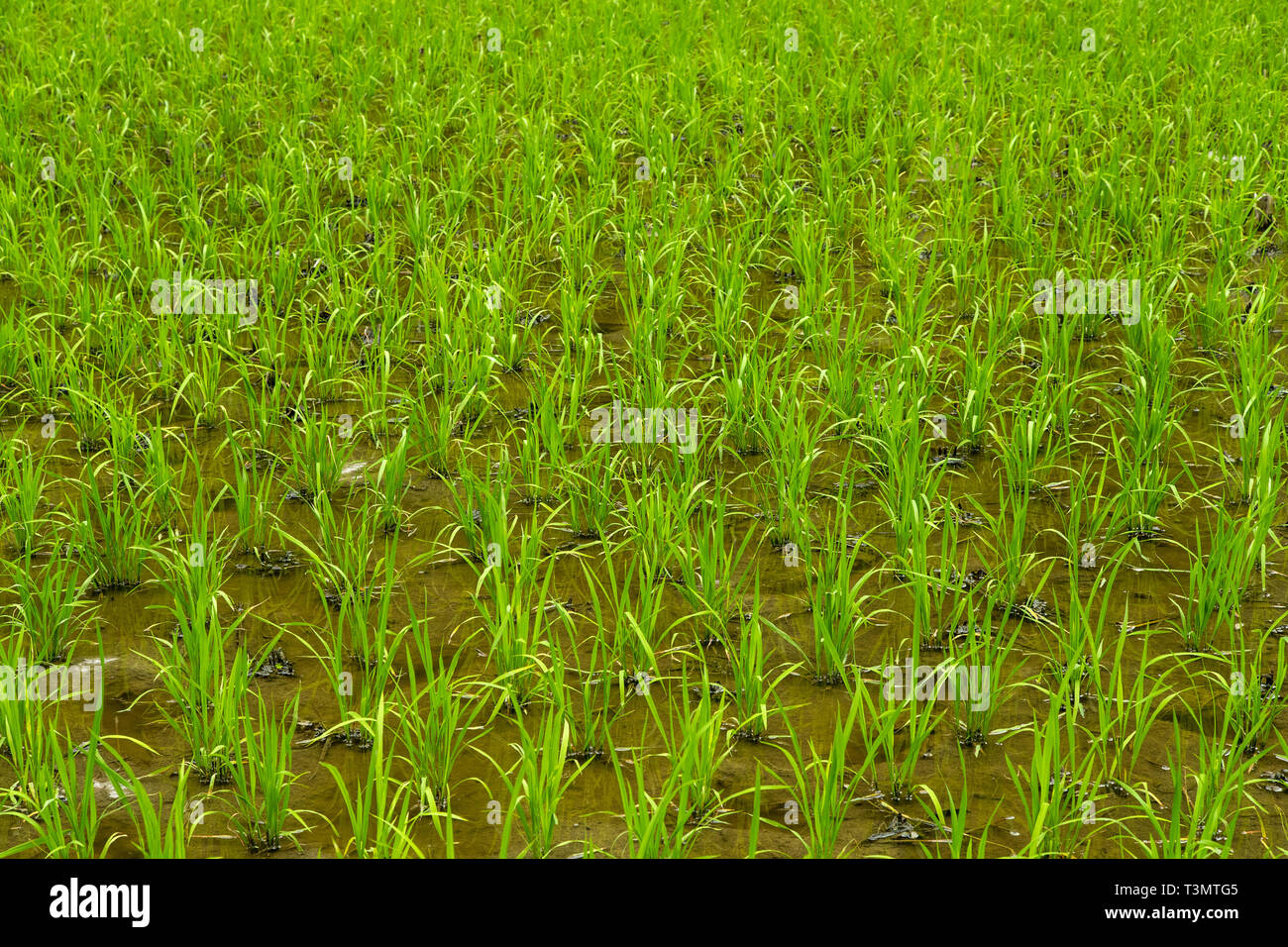young rice plants Stock Photo