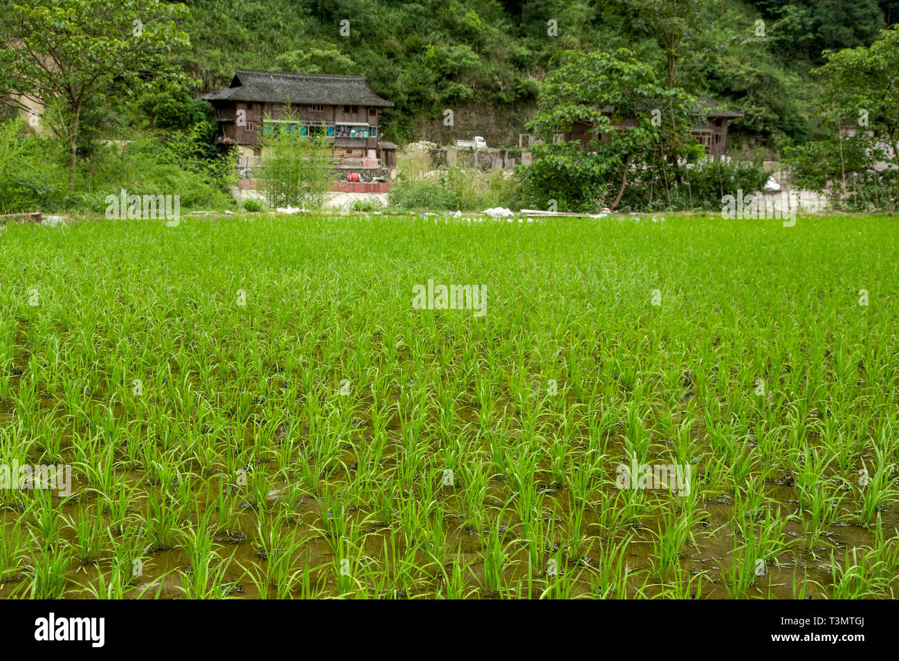 Young rice plants in paddy field  qingman village Stock Photo
