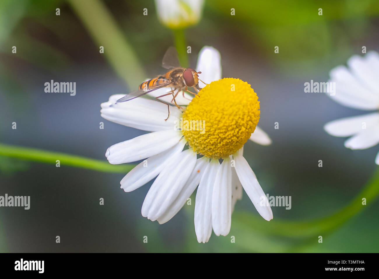 A wasp (European hornet Vespa crabro) visiting a camomile flower (Anthemis cotula) plant. Photographed in Israel in spring in April Stock Photo