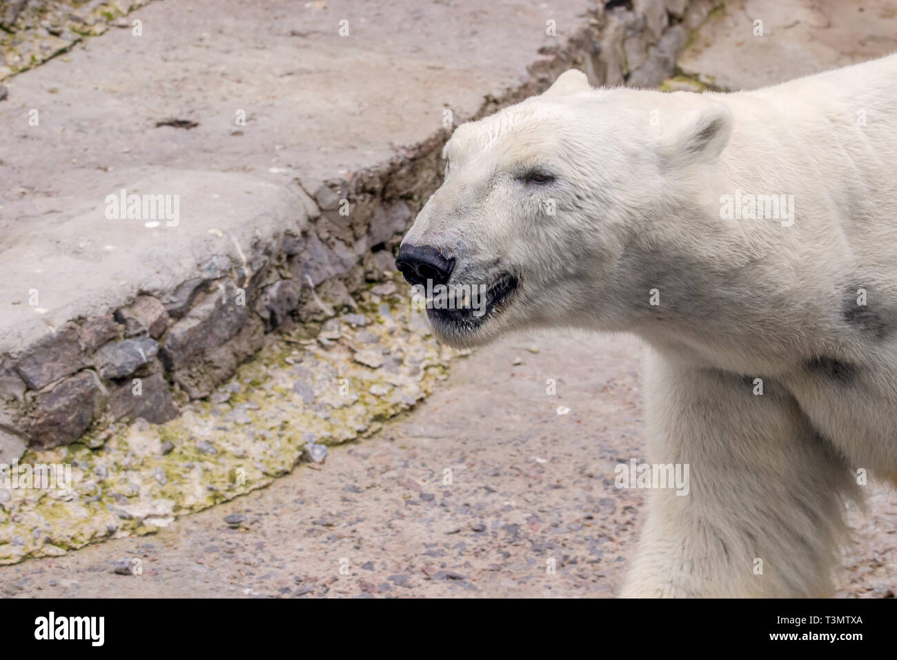 image of a wild mammal animal polar bear in a zoo Stock Photo