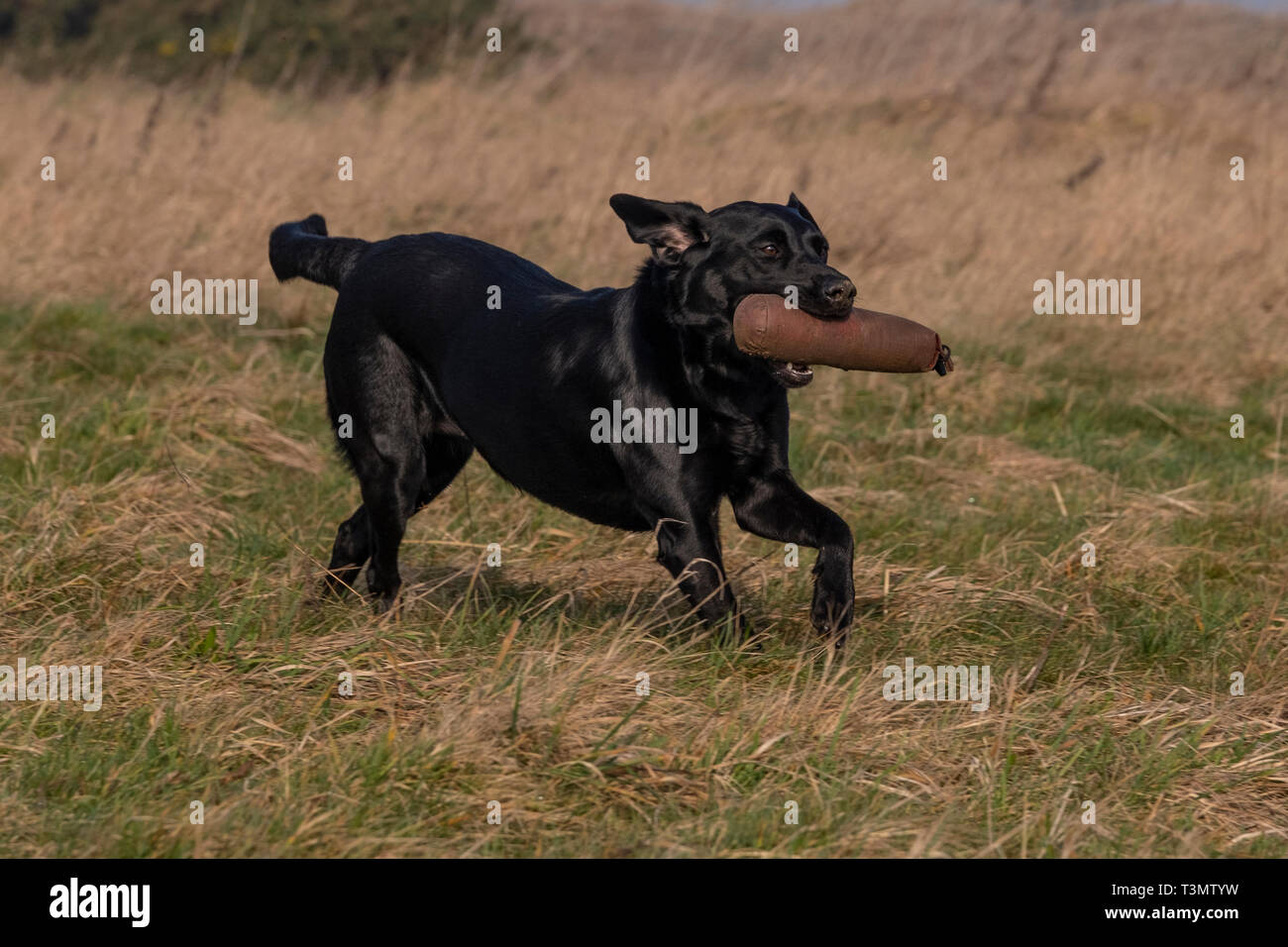 Black Labrador Retriever Retrieving Game High Resolution Stock ...