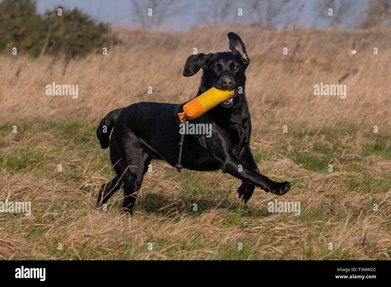 Labrador Gundogs Stock Photo