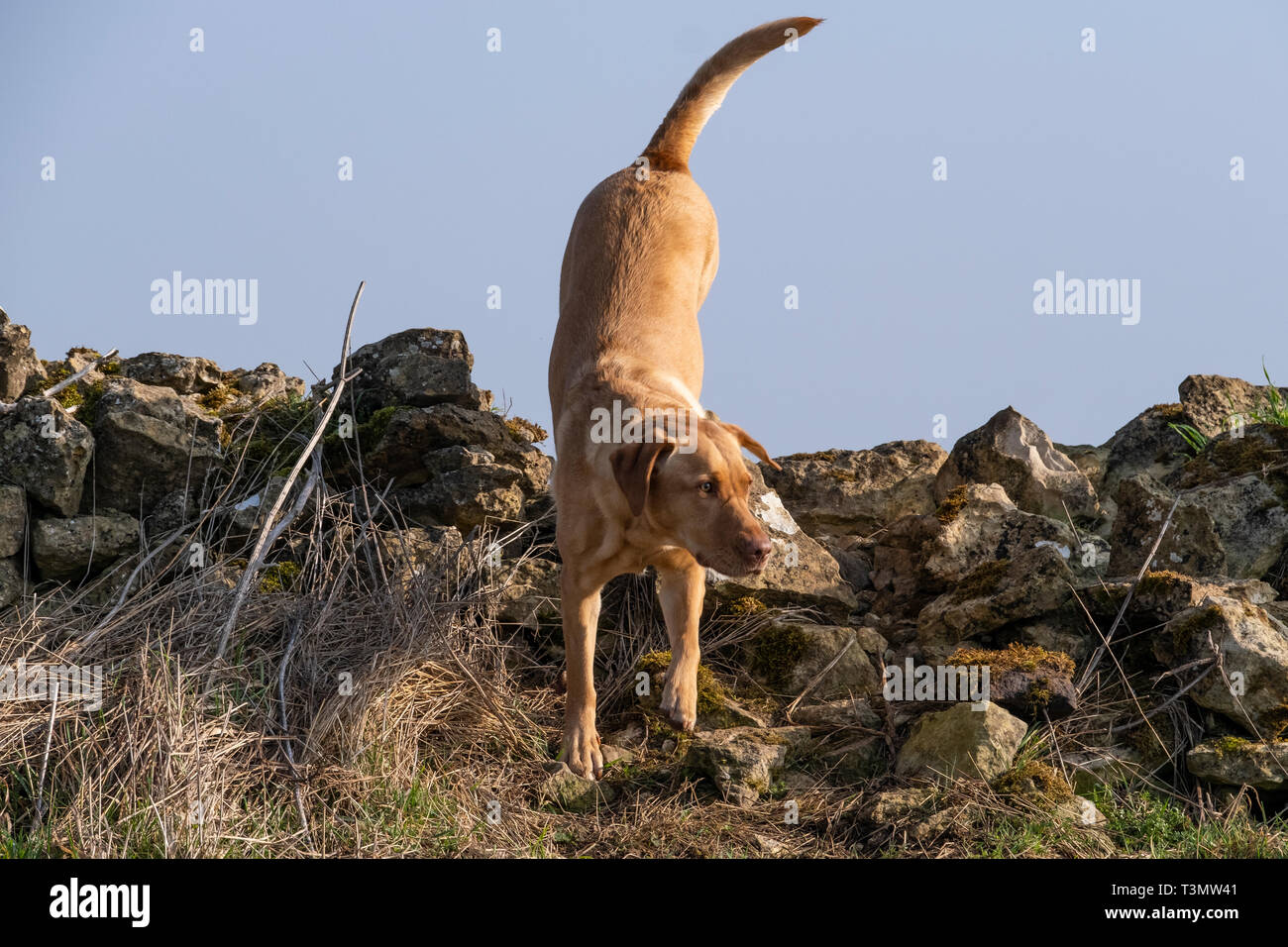Black labrador retriever retrieving game hi-res stock photography and ...
